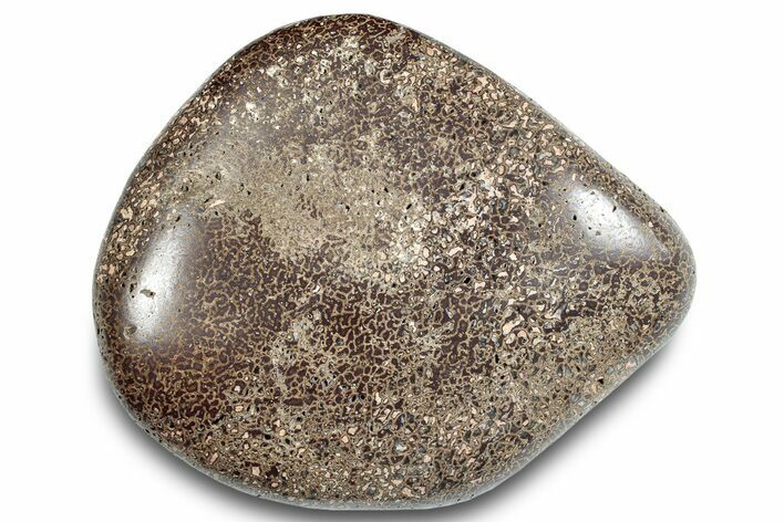 Polished Iguanodon Bone - Isle Of Wight #284230